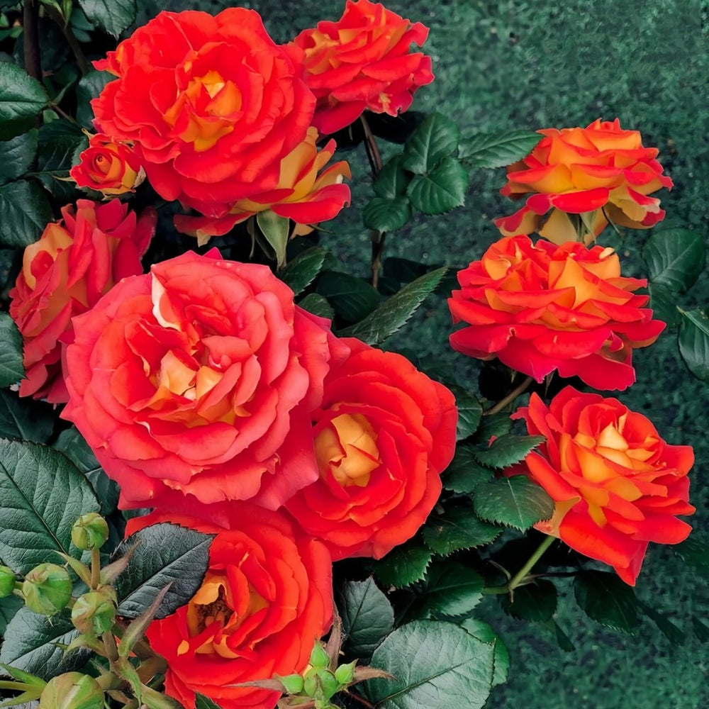 Terrazza Pisce Rose Plant｜双鱼座阳台 image 6
