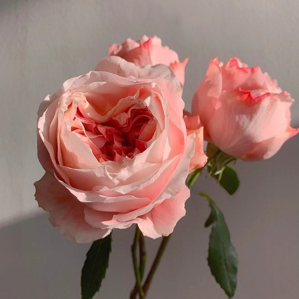 Princess Sakura Rose Plant|樱花公主 image 11