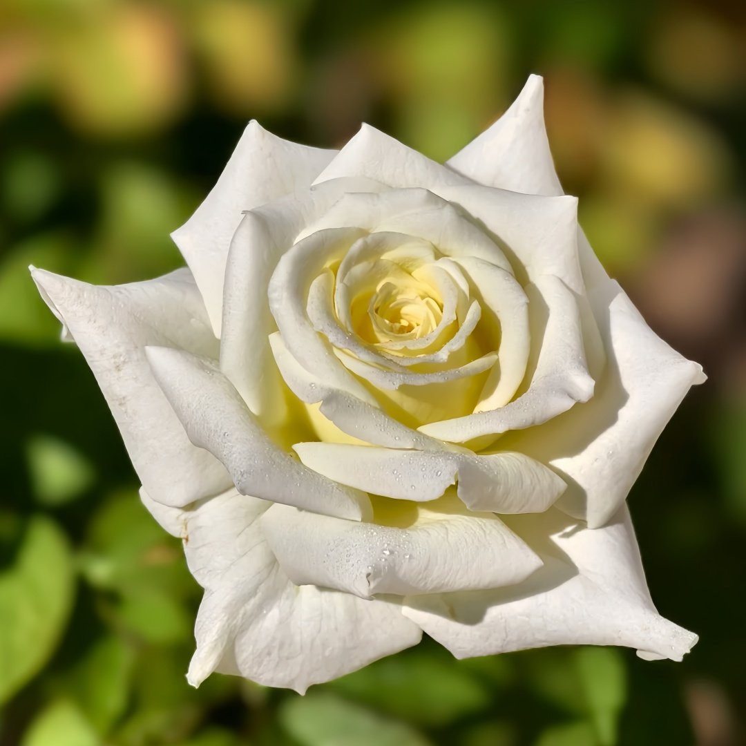 Pope John Paul II Rose Plant|保罗二世 image 6