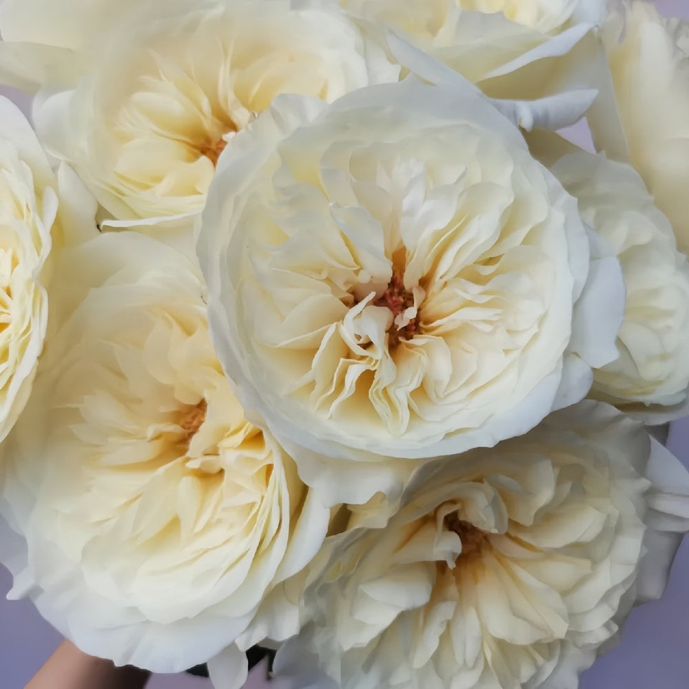 Leonora Rose Plant｜Ella Rose｜艾拉/尼罗娜 image 4
