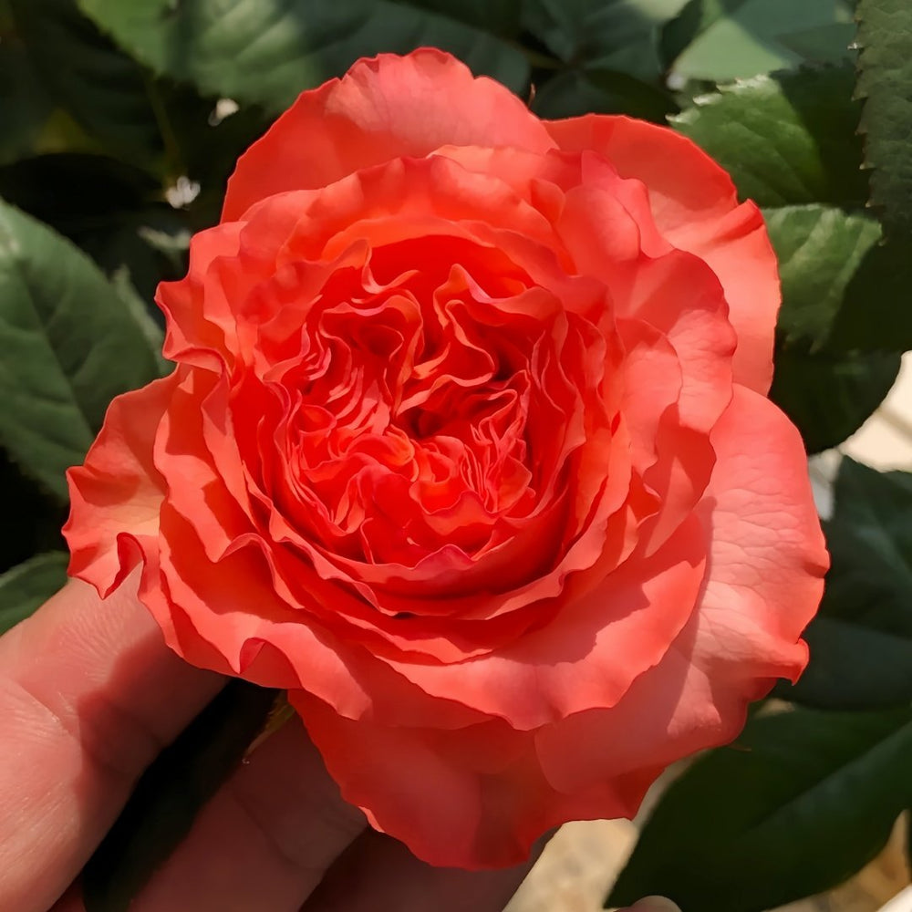 Red Coral Rose Plant｜红珊瑚 image 4