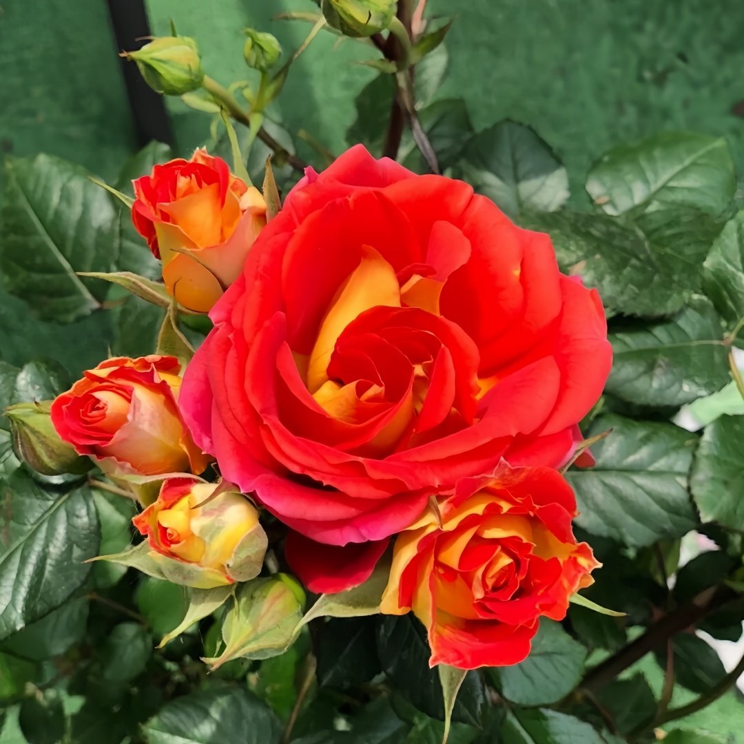 Terrazza Pisce Rose Plant｜双鱼座阳台 image 2
