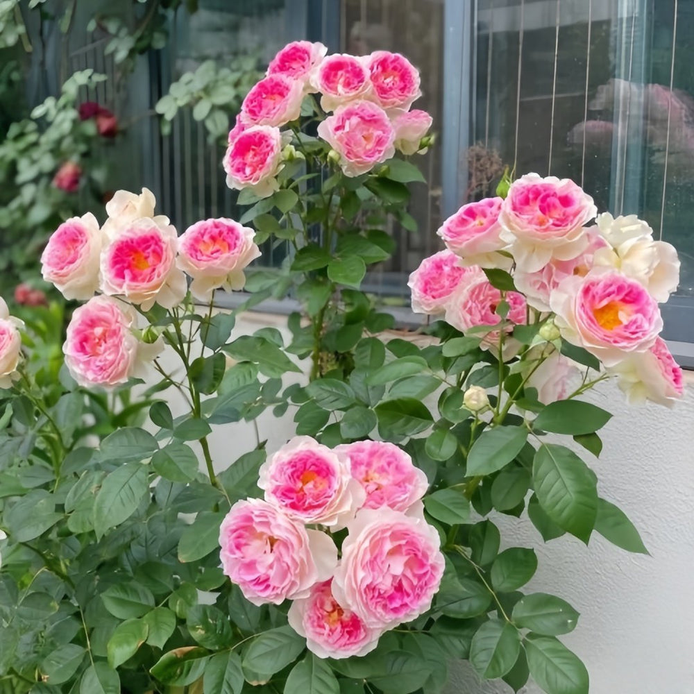 Holiday Island Guernsey Rose Plant｜根西/假日岛芍药 image 7
