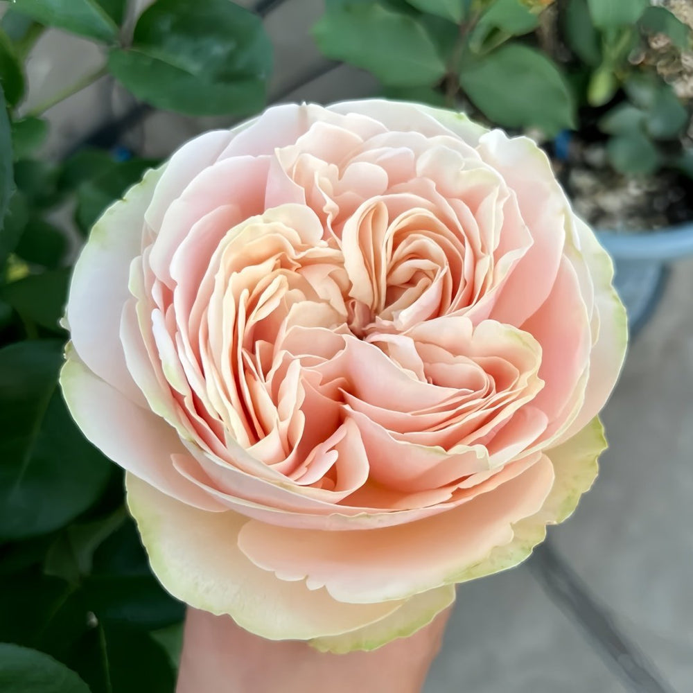 Unforgettable Rose Plant｜难忘 image 4