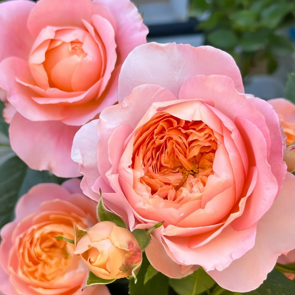 JuZi Rose Plant-橘子 image 6
