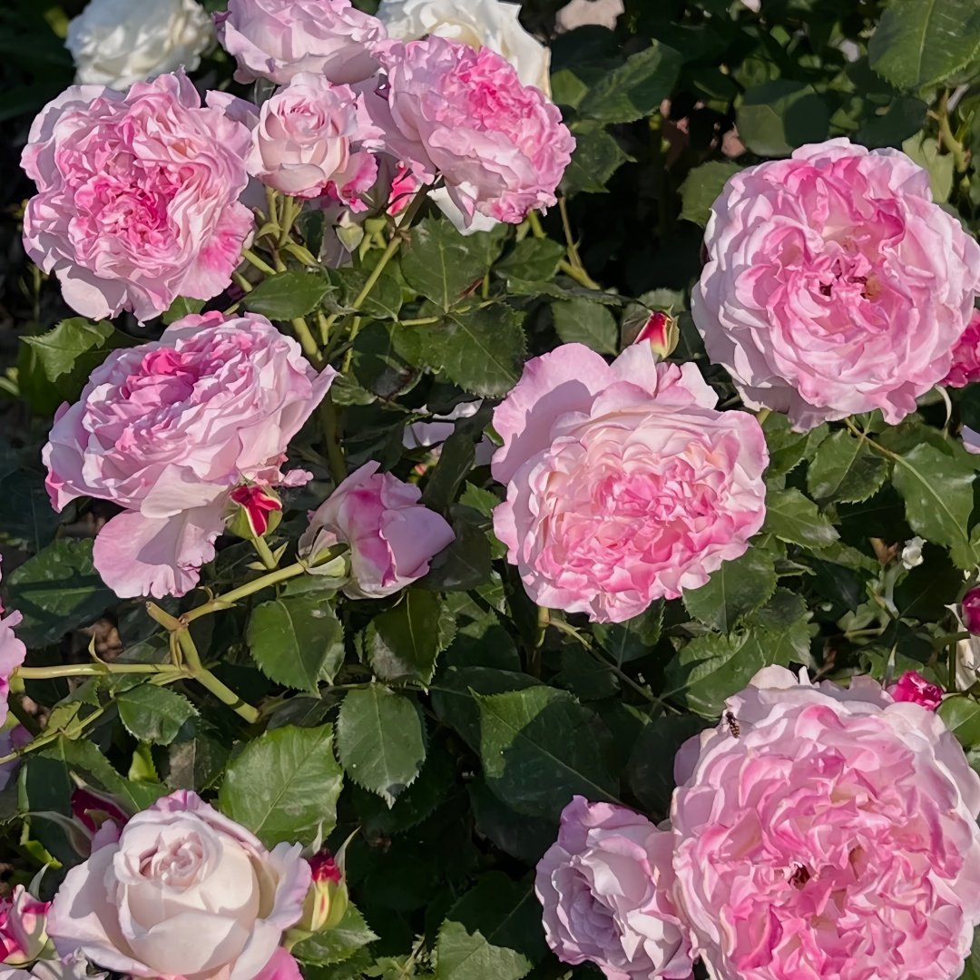 Bella Linda Fairy Rose Plant｜贝拉琳达仙女 image 6