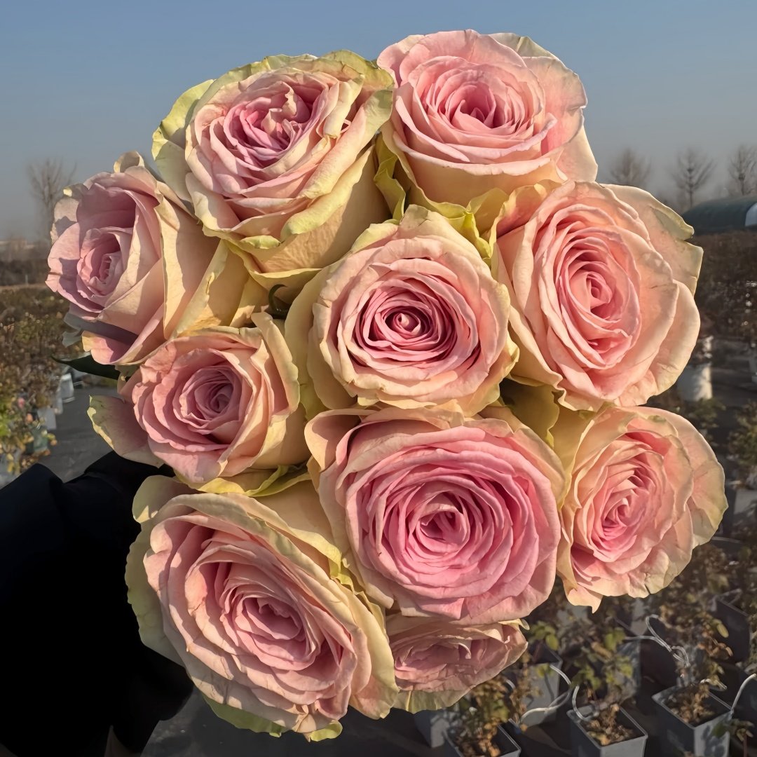 Candy Horizon Rose Plant｜糖果地平线 image 5