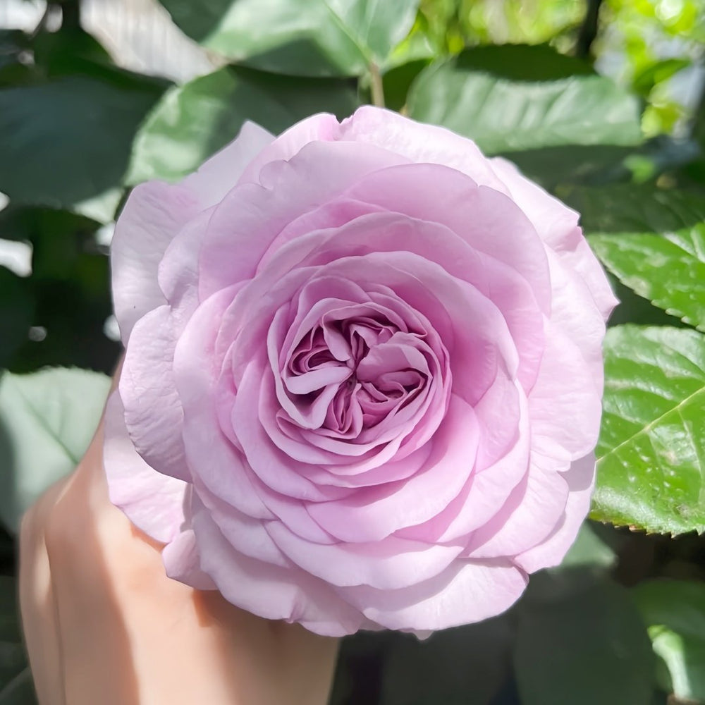 Ilias Rose Plant｜伊利亚特 image 1