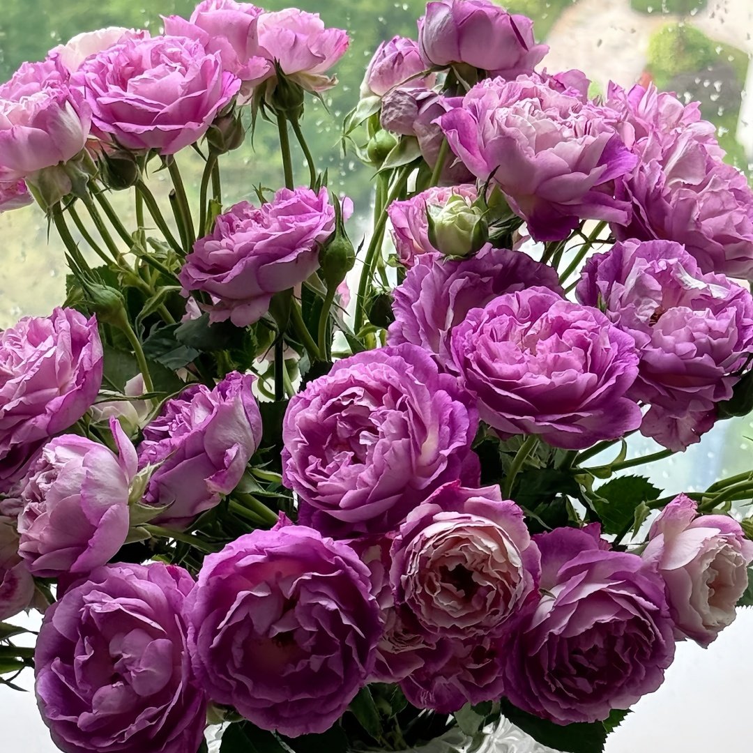 Huddersfield Choral Society Rose Plant｜合唱团 image 4
