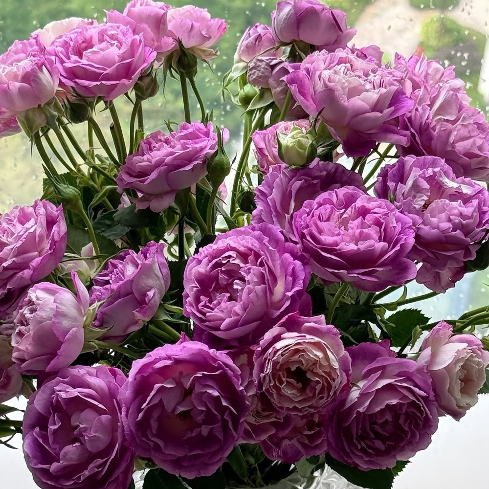 Huddersfield Choral Society Rose Plant｜合唱团 image 4