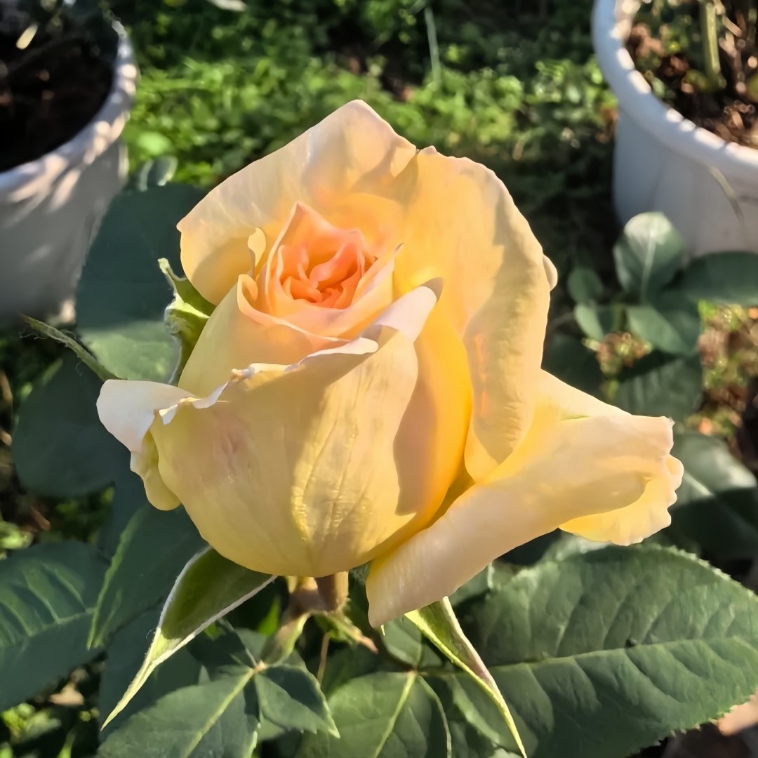 Dun Huang Rose Plant｜敦煌玫瑰 image 3
