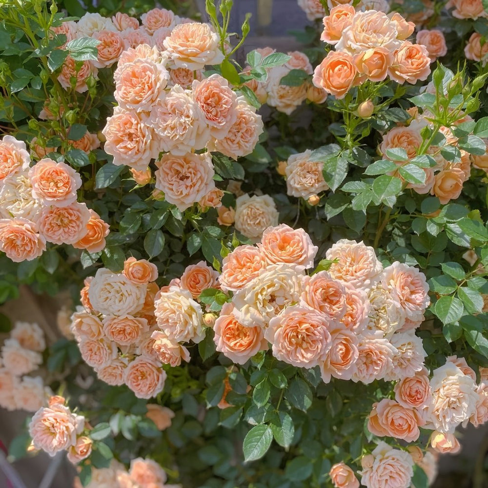 Sweet Dream Rose Plant｜甜梦 image 8