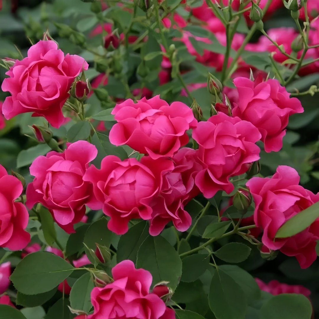 Pink Forest Rose Plant｜粉红森林 image 4