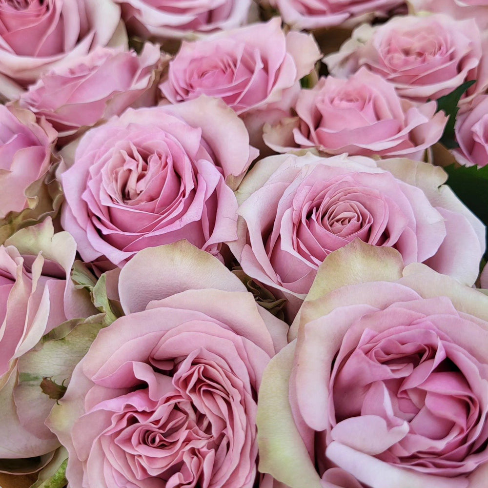 Melody Beattie Rose Plant | 旋律贝蒂 image 1
