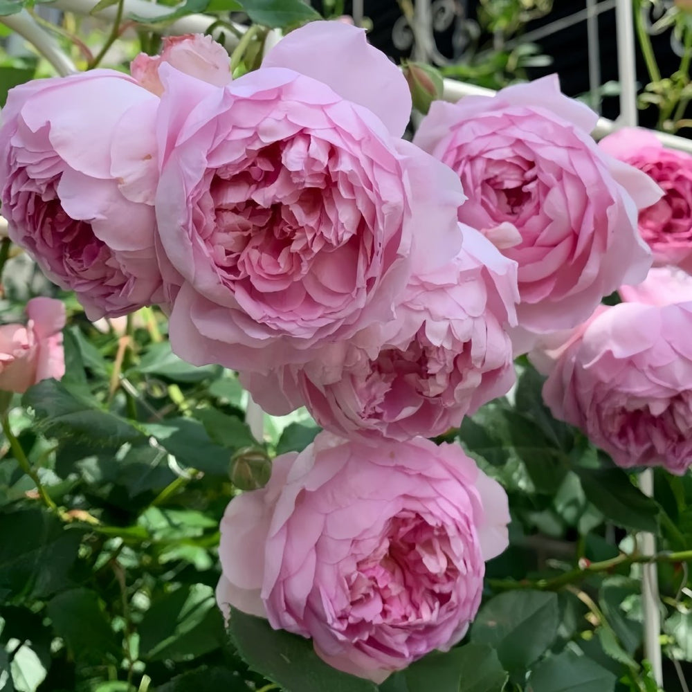 Spirit of Freedom Rose Plant｜自由精神 image 7