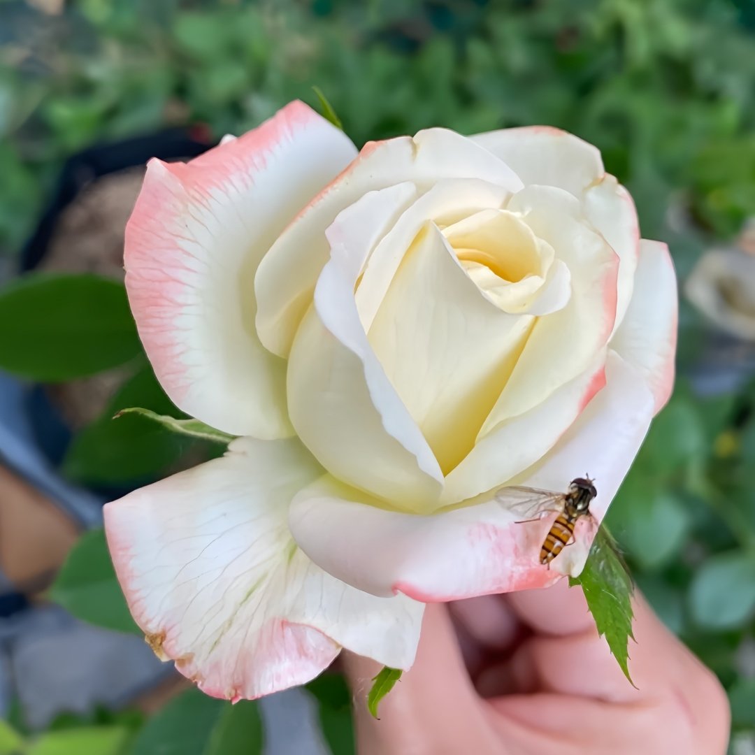 Athena Rose Plant|雅典娜 image 3