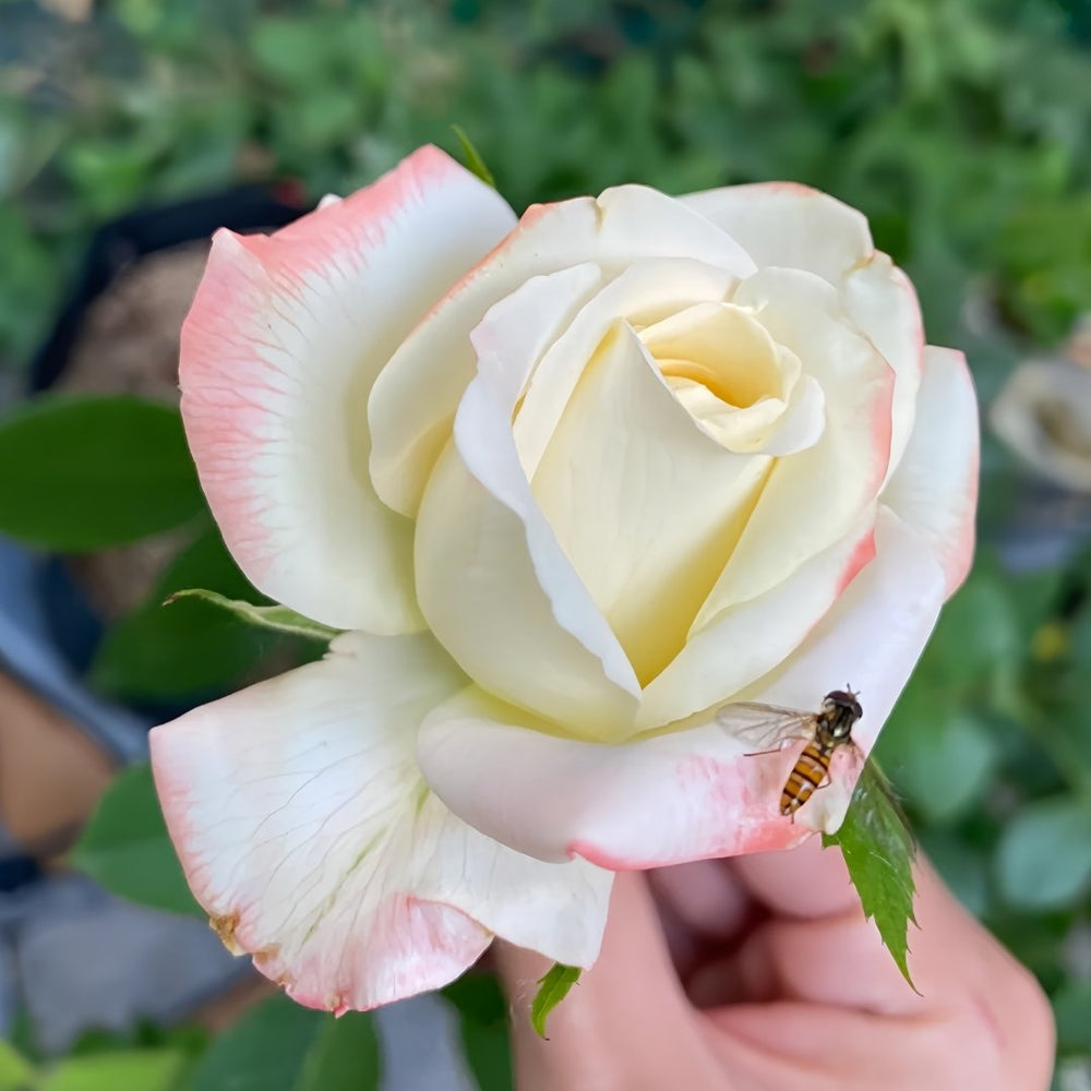 Athena Rose Plant|雅典娜 image 3