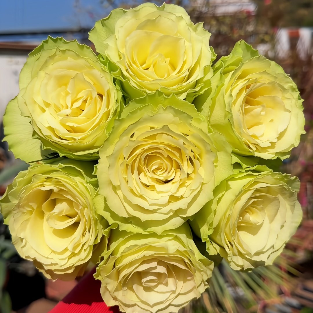 Lemonade Rose Plant|莱蒙乃迪 image 0