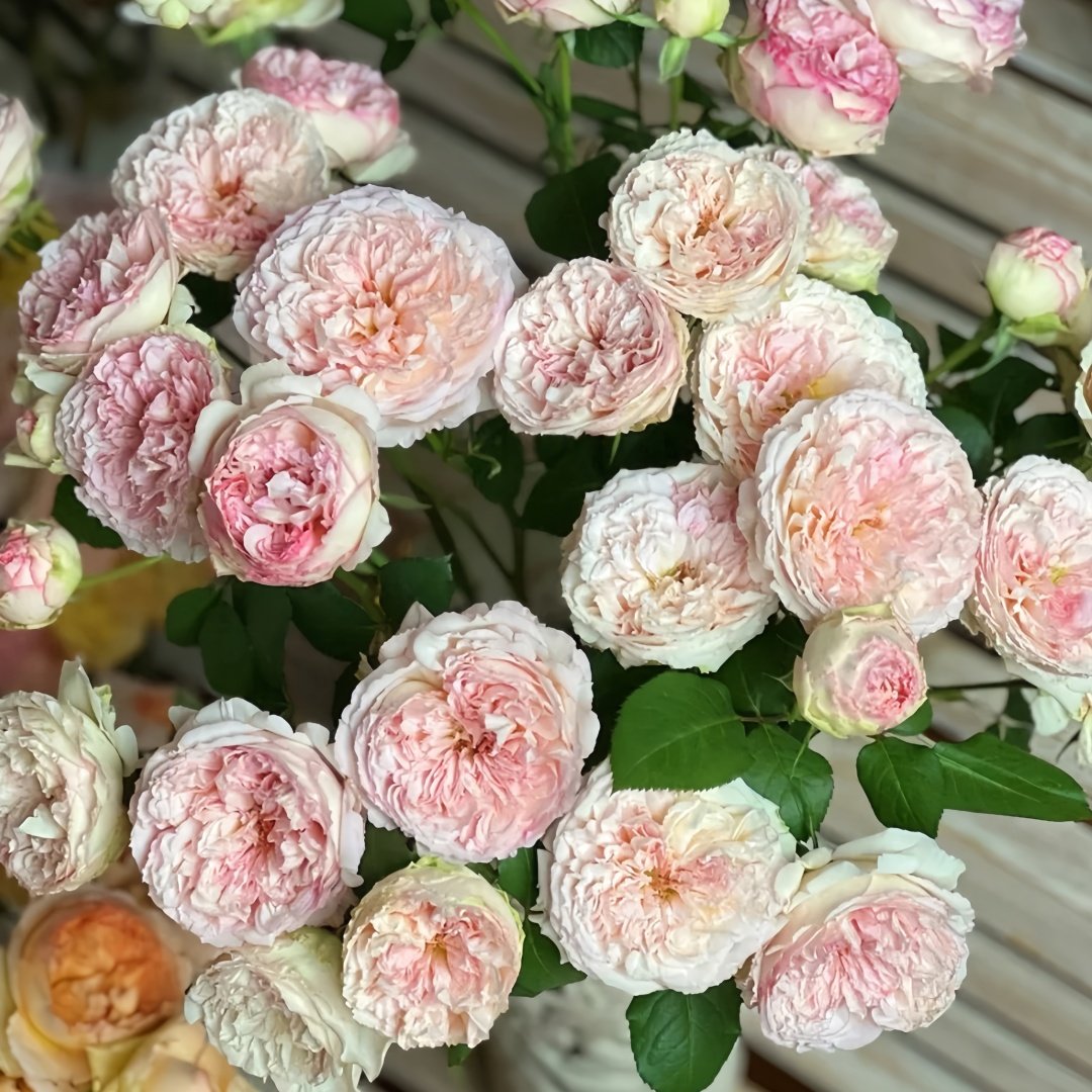 Traumerei Rose Plant | 梦幻曲 image 9
