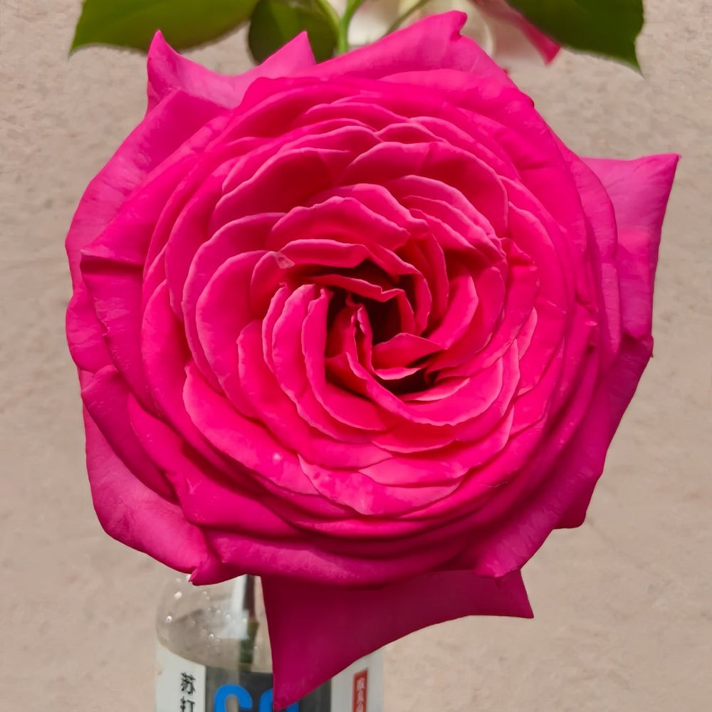 Pink Floyd Rose Plant｜弗洛伊德 image 1