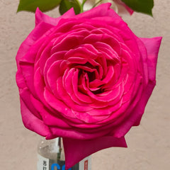Pink Floyd Rose Plant｜弗洛伊德 image 1