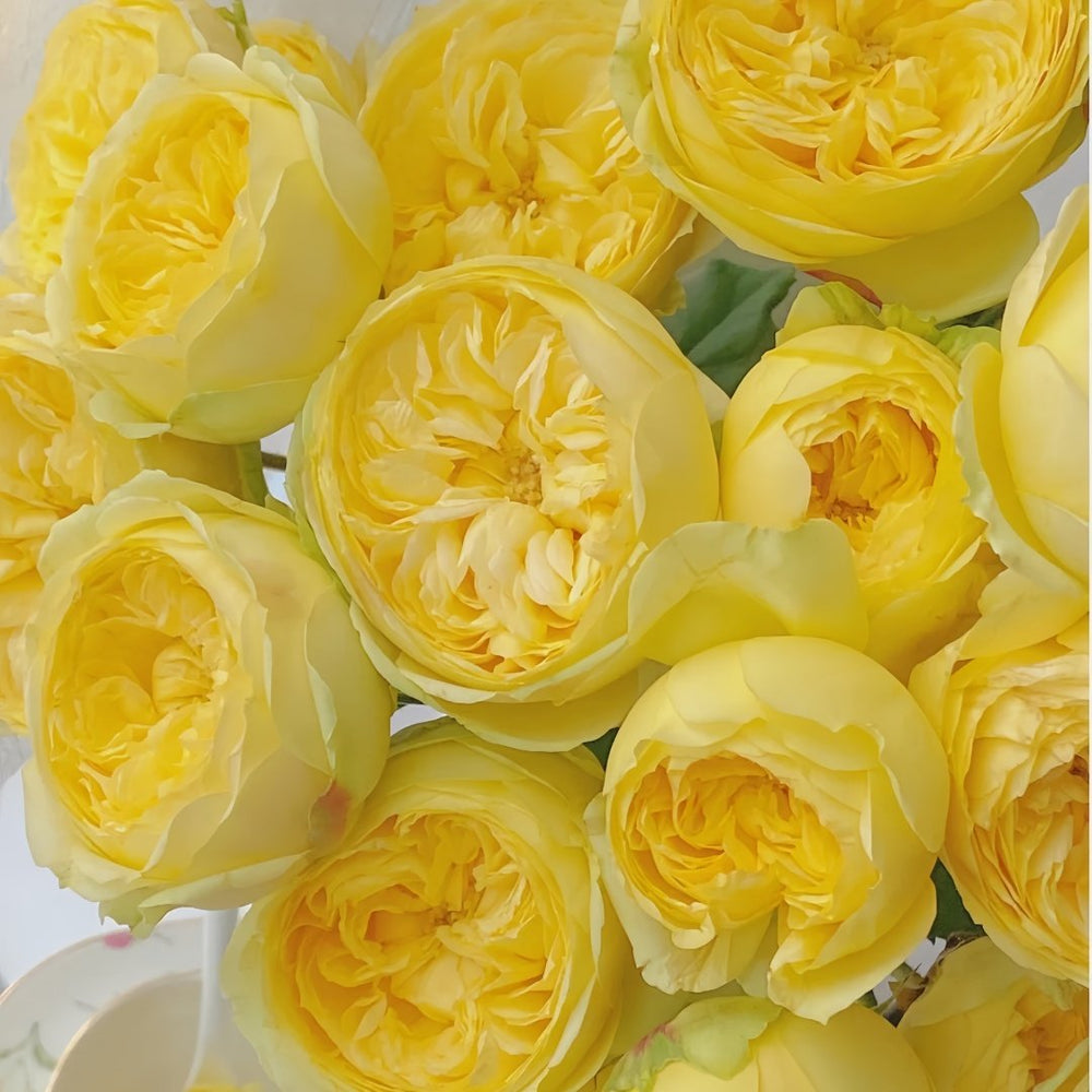 Hiyoko Rose Plant|小黄鸡 image 7
