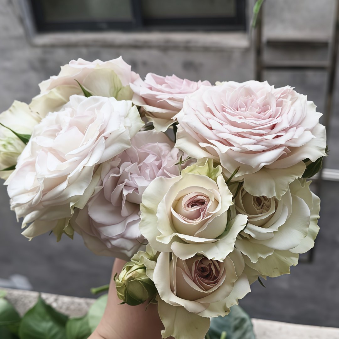 Silver Rain Rose Plant|银雨 image 4