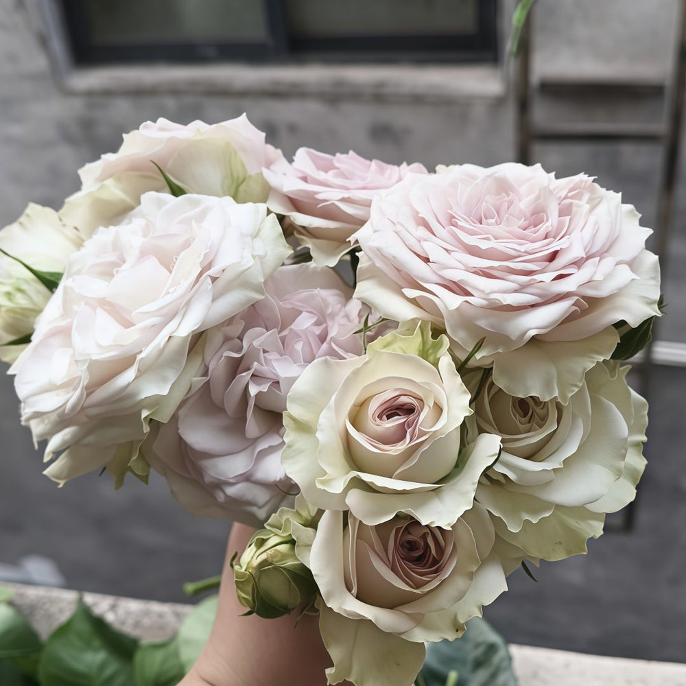 Silver Rain Rose Plant|银雨 image 4