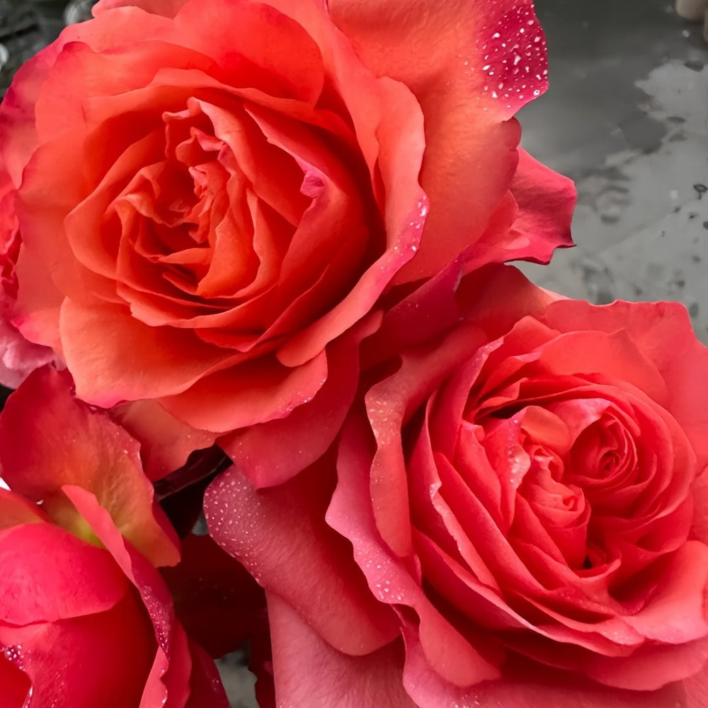 Hard Rock Rose Plant｜摇滚乐 image 4