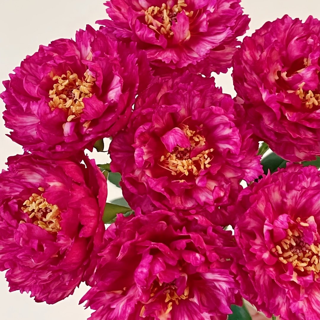 Ligare Rose Plant｜真彩230 image 9