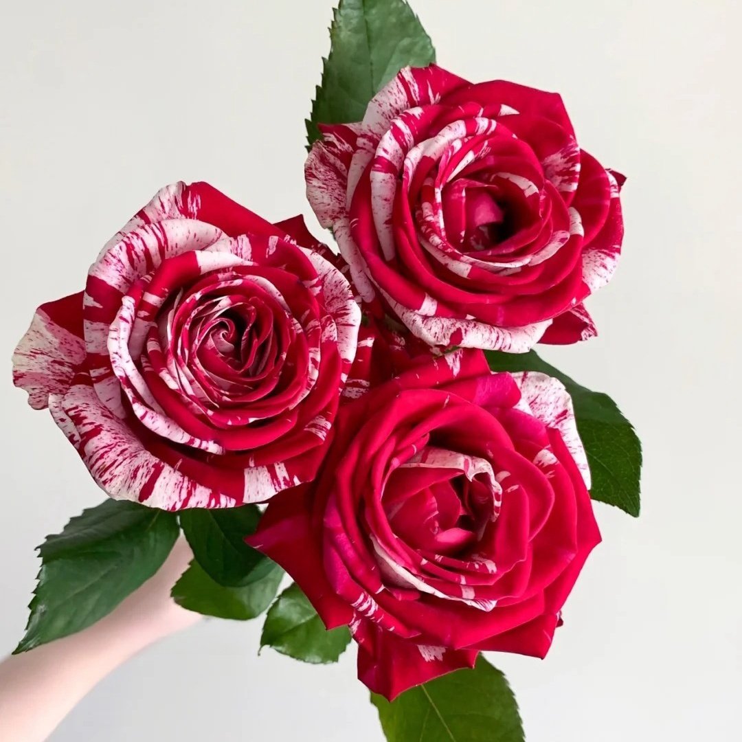 Aquarius Rose Plant | 水瓶座 image 4