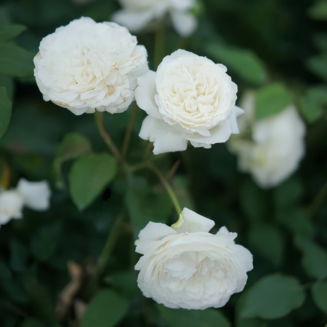 Shilabe Rose Plant|音调 image 7
