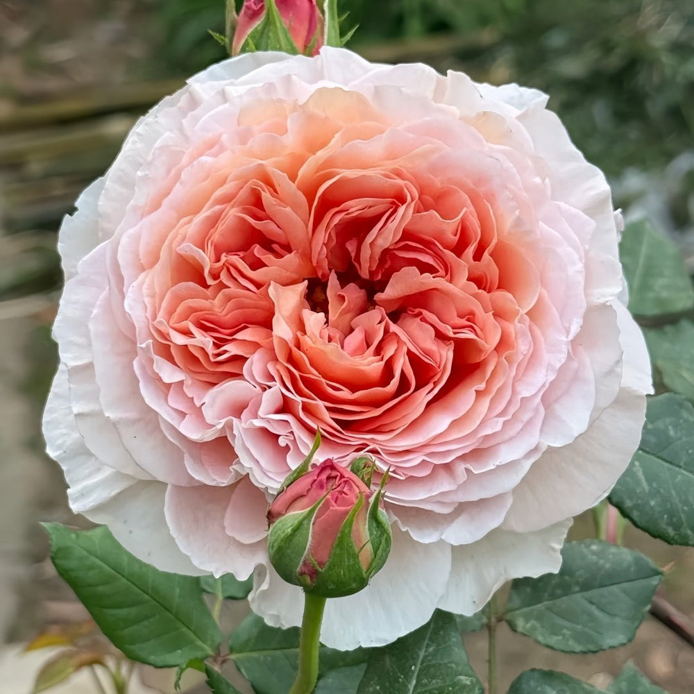 Abraham Darby Rose Plant | 亚伯拉罕·达比 image 1