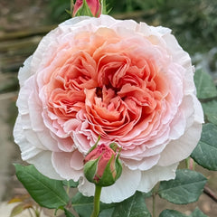 Abraham Darby Rose Plant | 亚伯拉罕·达比 image 1