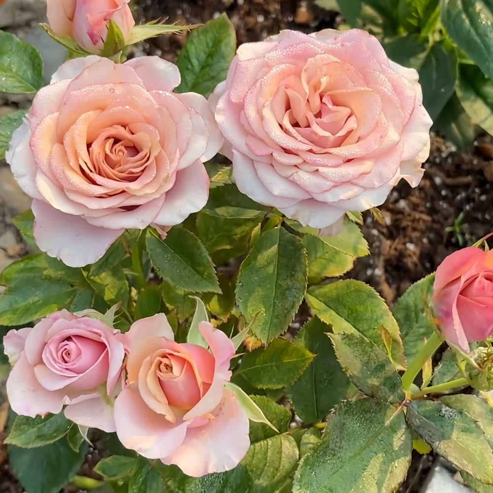 Purple Moon Rose Plant｜紫月 image 4