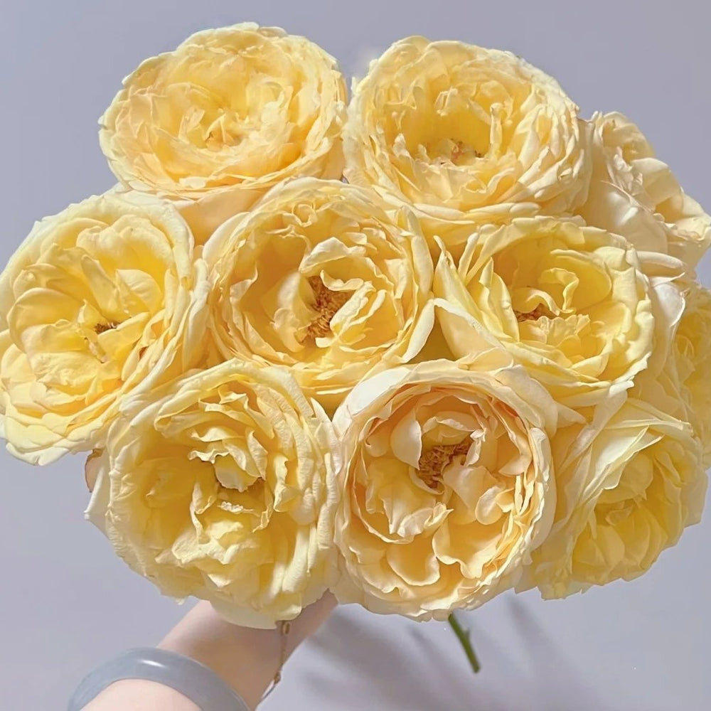 Ivory Yves Piaget Rose Plant|象牙伊芙伯爵 image 2