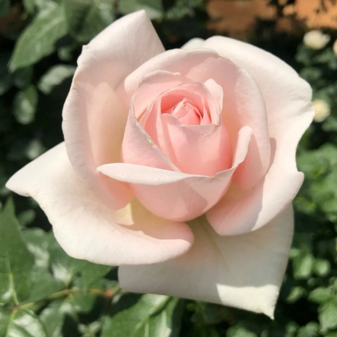 Prince Jardinier Rose Plant|园艺王子 image 6