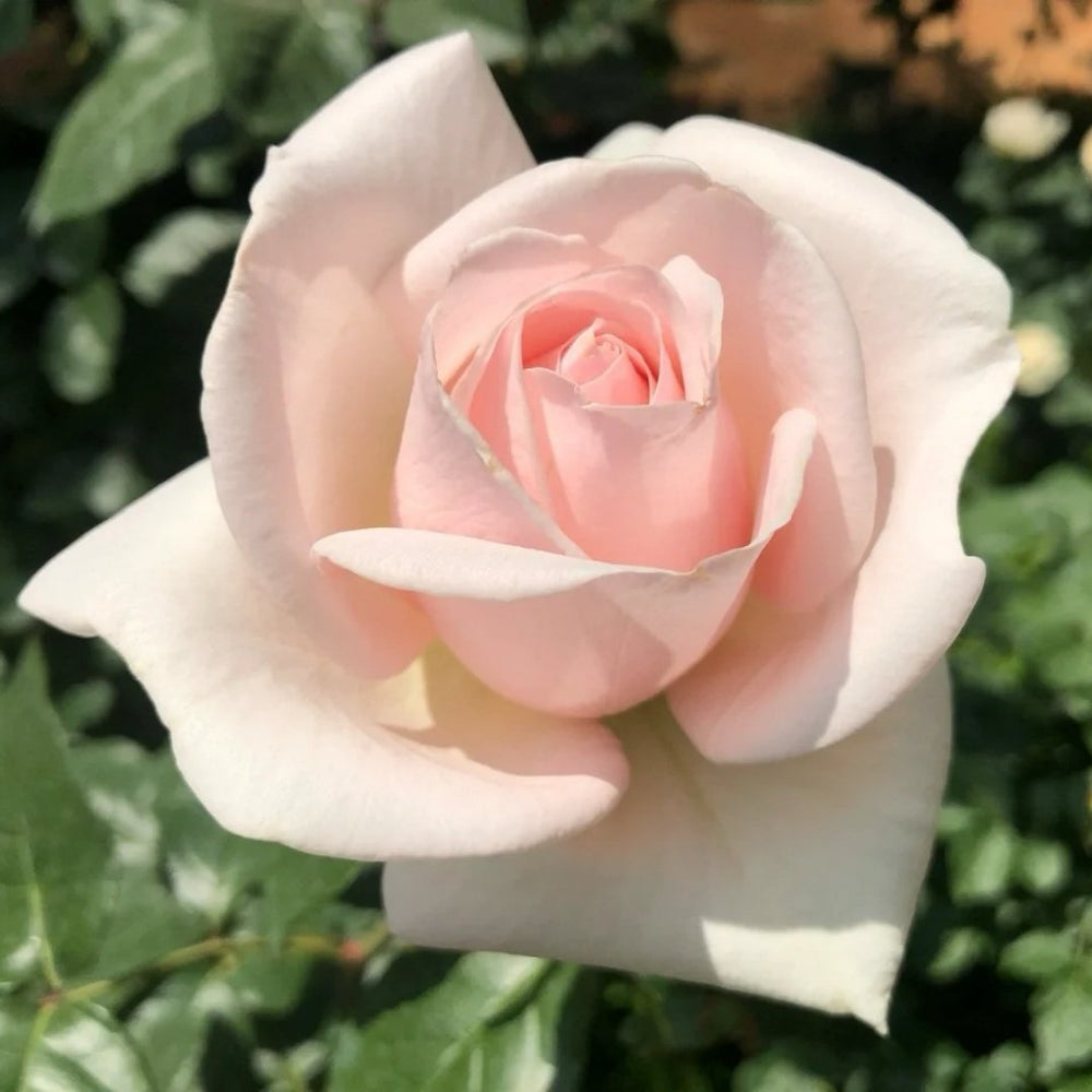 Prince Jardinier Rose Plant|园艺王子 image 6