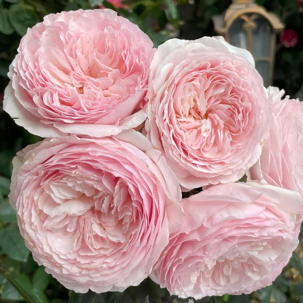 Hiyori Rose Plant|日和 image 8