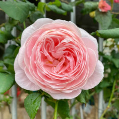 Dames de Chenonceau Rose Plant|舍农索城堡的女人 image 1
