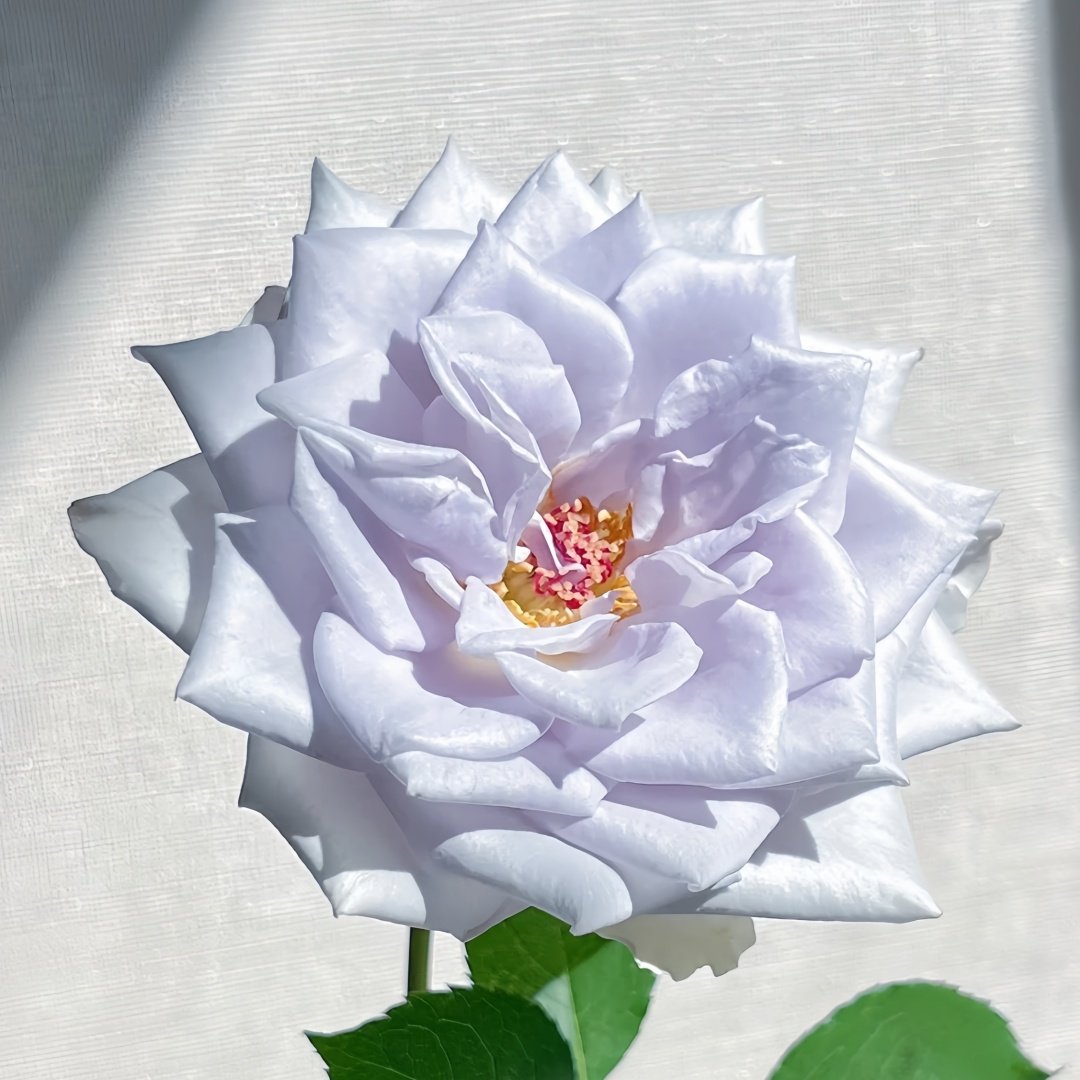 Blue gravity Rose Plant|蓝色引力 image 1