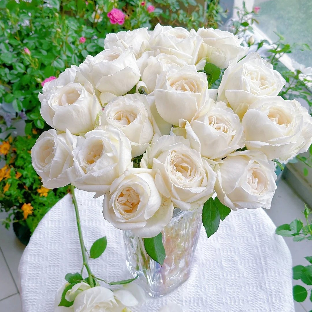 Yves Wedding Road Rose Plant|伊芙婚礼之路 image 8