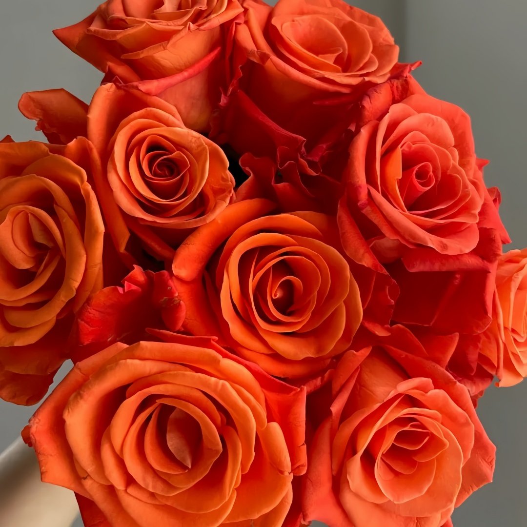 Orange Party Rose Plant|金色交响 image 8