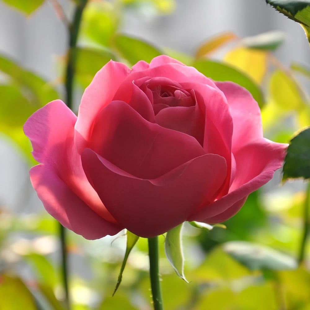 Emily Rose Plant｜艾米丽 image 7