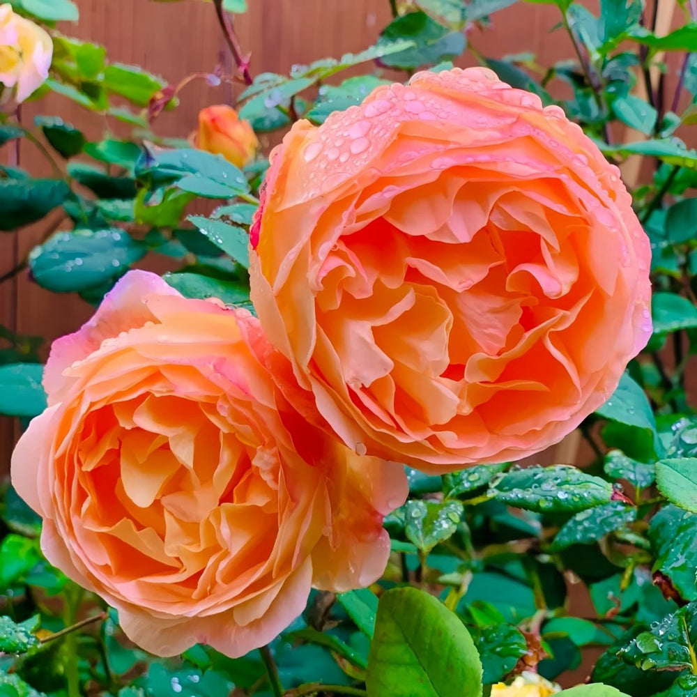 Lady Emma Hamilton Rose Plant｜艾玛·汉密尔顿夫人 image 4