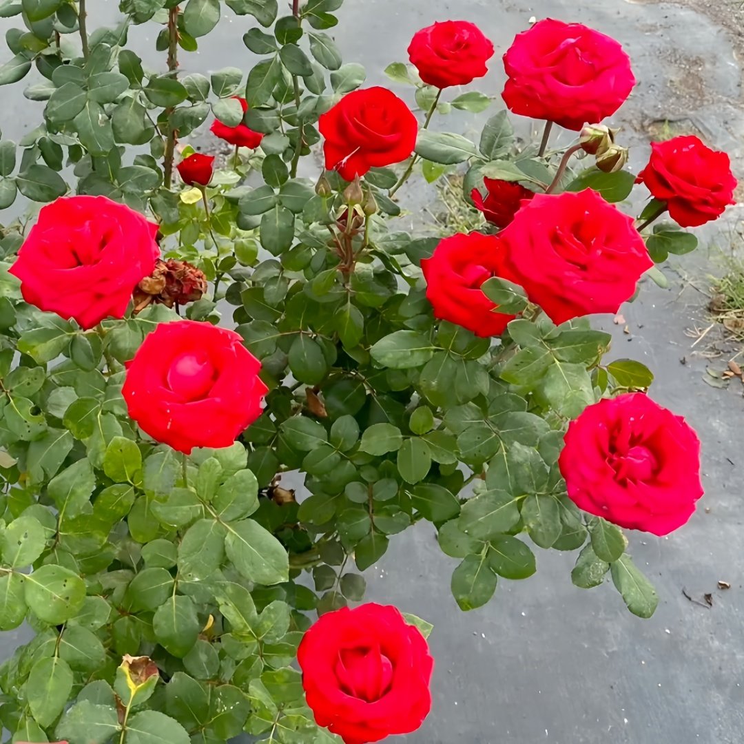 Red France Rose Plant｜法国红 image 4
