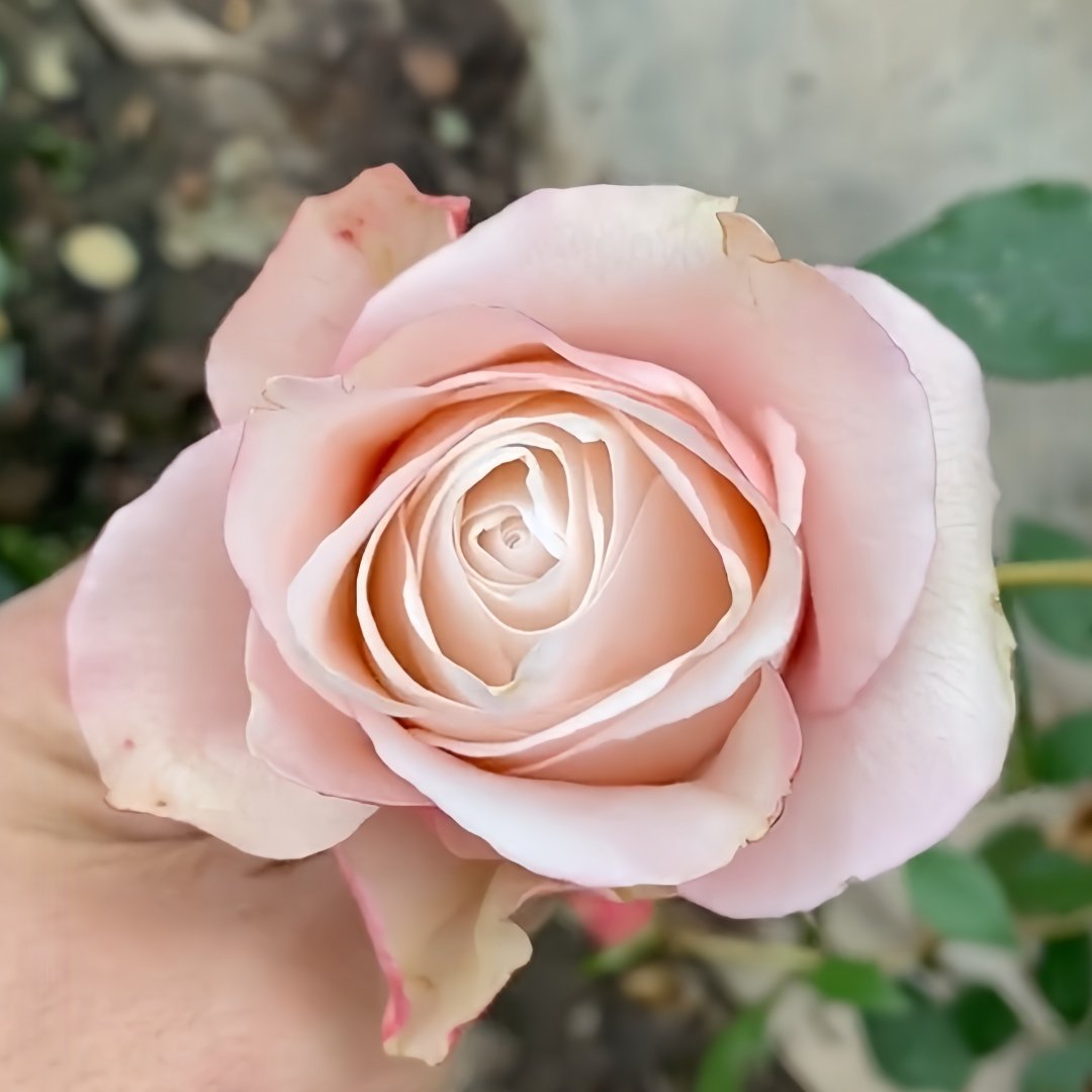 Lady Eva Rose Plant｜伊娃夫人 image 4