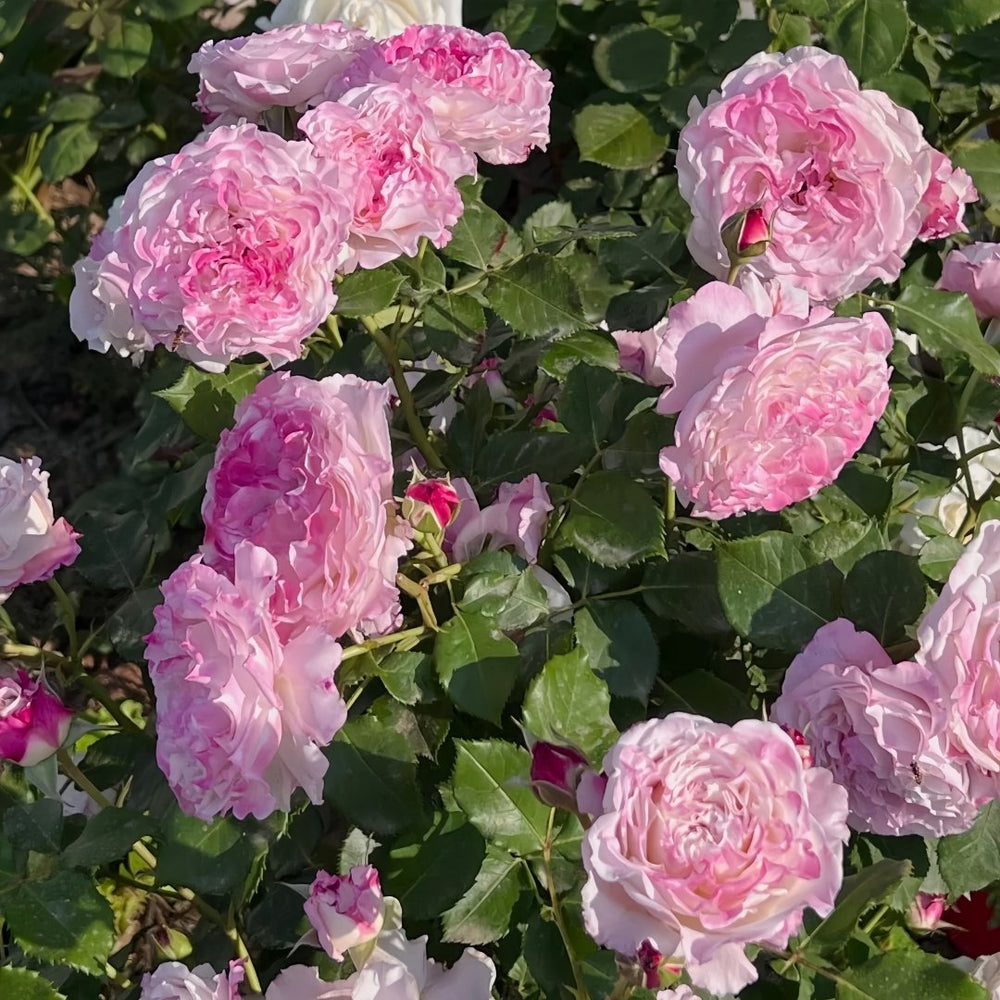 Bella Linda Fairy Rose Plant｜贝拉琳达仙女 image 4