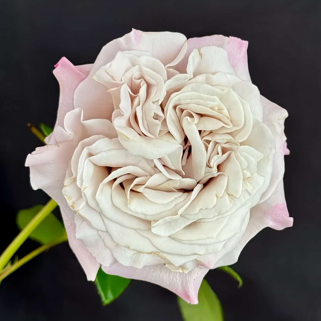 Westminster Abbey Rose Plant｜威斯敏特大教堂 image 6