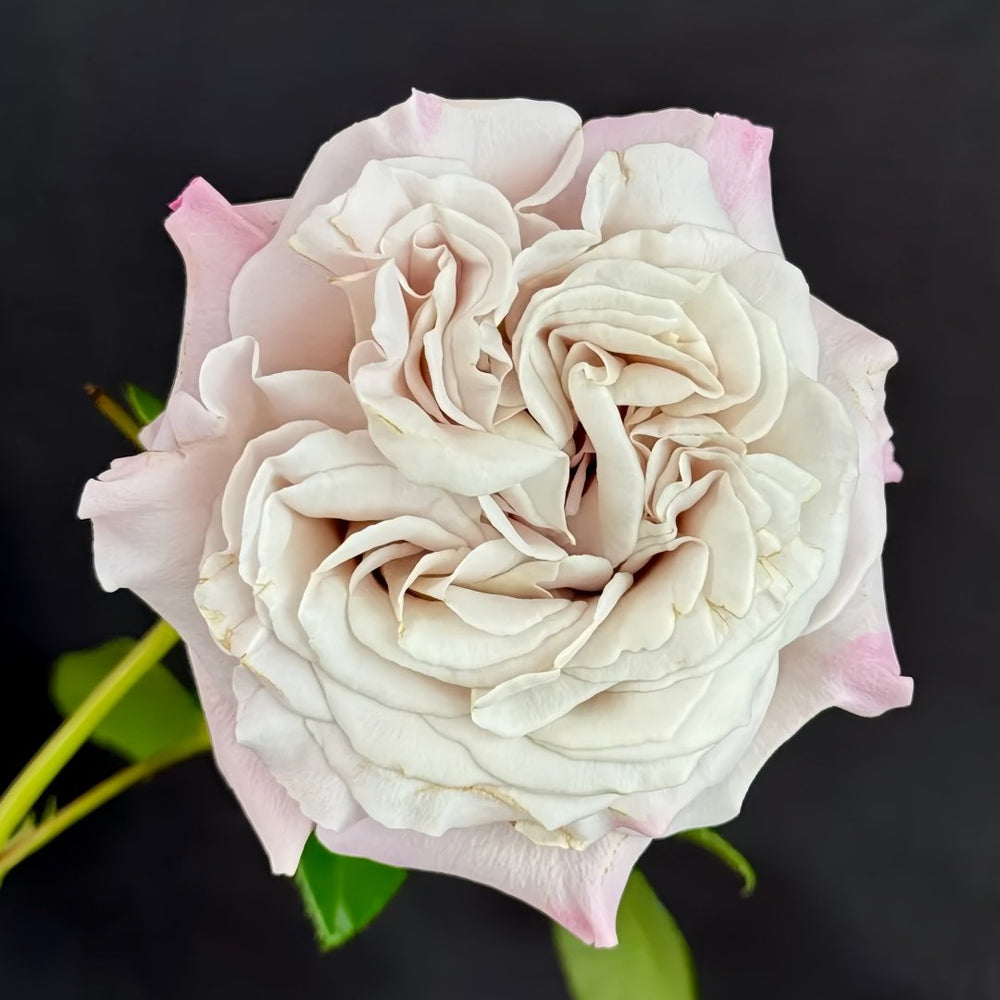 Westminster Abbey Rose Plant｜威斯敏特大教堂 image 6